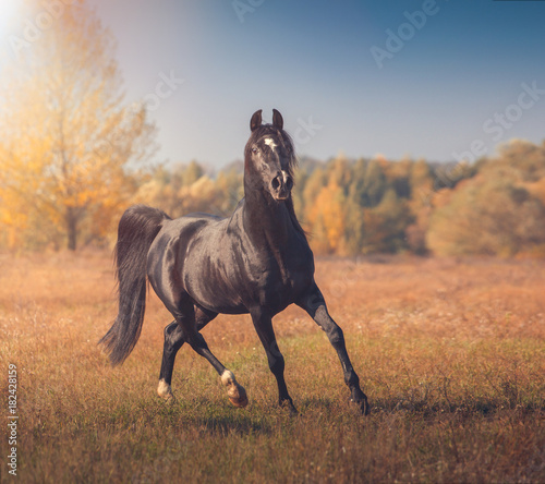 Black Arabian horse runs on the trees and sky background in autumn
