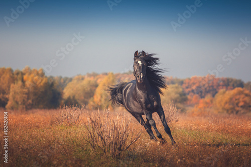 Black Arabian horse runs forward on the trees and sky background in autumn