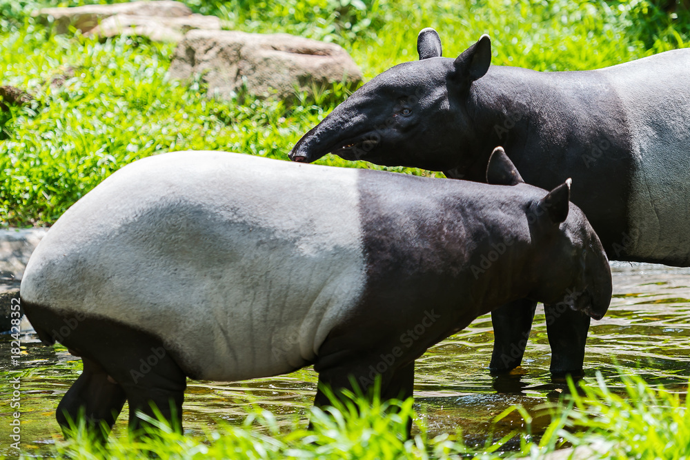 Fototapeta premium Close up Malayan tapir.