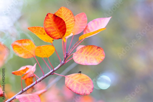Autumn leaves brown, red and yellow igra