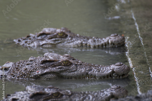 close up of a head crocodile