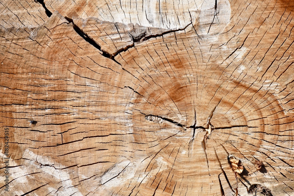Fototapeta premium WOOD