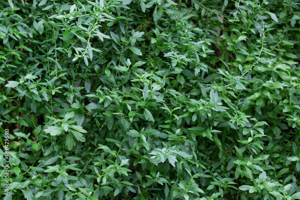 green leaf of background green leaf of background