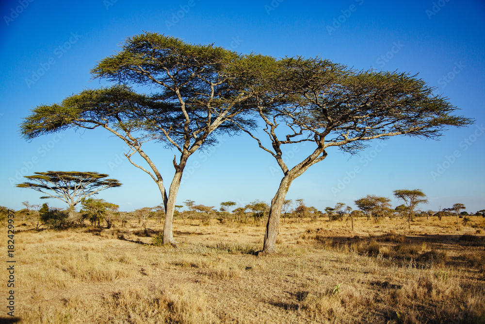 Serengeti Trees