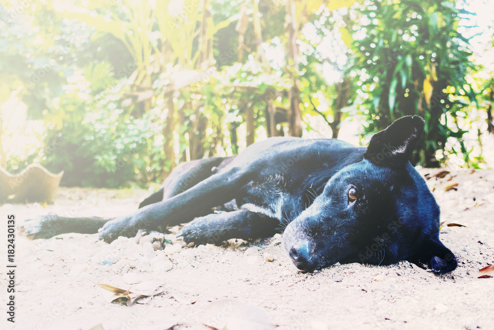 Fototapeta premium thai black dog lying on the floor
