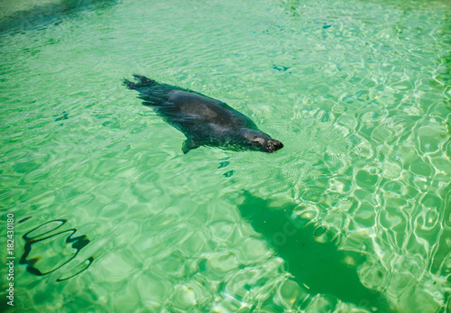 Fur seal floats in water © Mashanezemnush