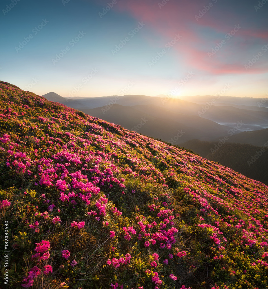 Flowes in the mountains during sunrise. Beautiful natural landscape in the summer time Flowes in the mountains during sunrise. Beautiful natural landscape in the summer time