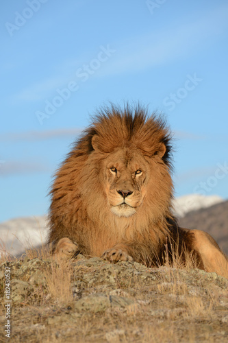 Fototapeta Naklejka Na Ścianę i Meble -  straight on view of lion
