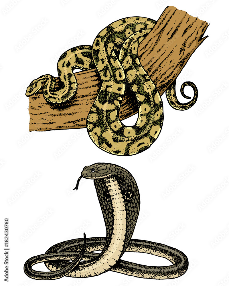 Viper Snake Serpent Cobra And Python Anaconda Or Viper Royal Engraved Hand Drawn In Old Sketch Vintage Style For Sticker And Tattoo Ophidian And Asp Stock Vector Adobe Stock Viper Snake Serpent Cobra And Python Anaconda Or Viper Royal Engraved Hand Drawn In Old Sketch Vintage Style For Sticker And Tattoo Ophidian And Asp Stock Vector Adobe Stock