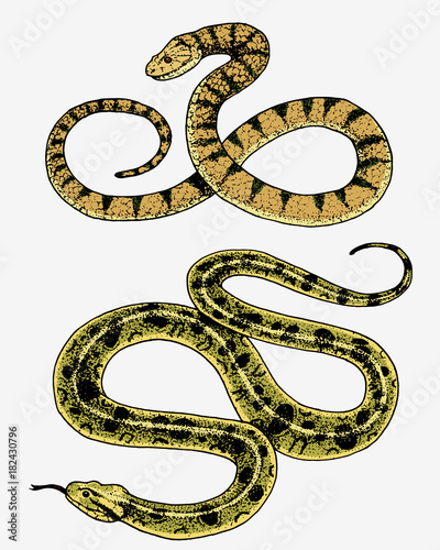 Viper snake. serpent cobra and python, anaconda or viper, royal. engraved hand drawn in old sketch, vintage style for sticker and tattoo. ophidian and asp.