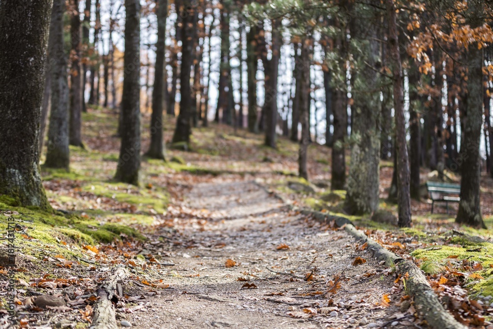 Fototapeta premium wood forest walking path