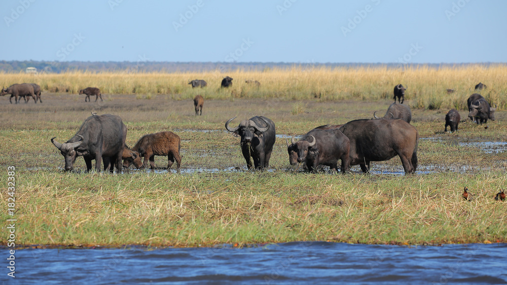 Búfalo en el Río Cuando, Parque Nacional de Chobe, Botswana