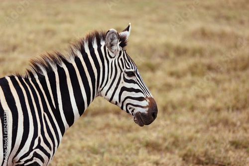 Zebra in Serengeti Close-up