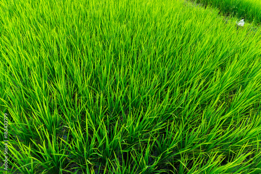 Paddy field with sunrise in Sungai Besar Paddy field with sunrise in Sungai Besar