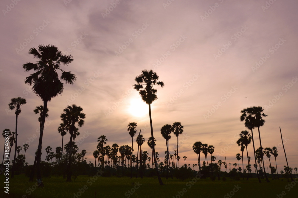 silhouette toddy palm tree on sunset sky in paddy field
