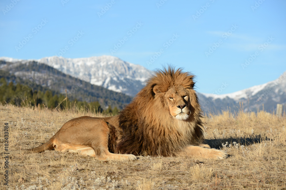 lion laying down  with great view