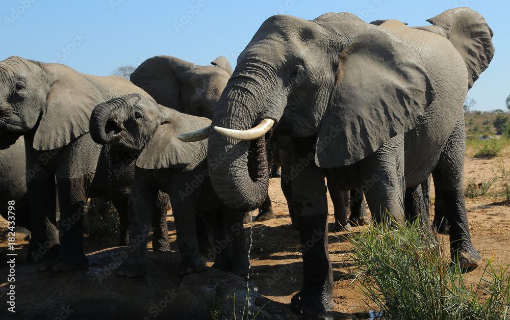 Elefantes en el Parque Nacional Kruger en Sudáfrica