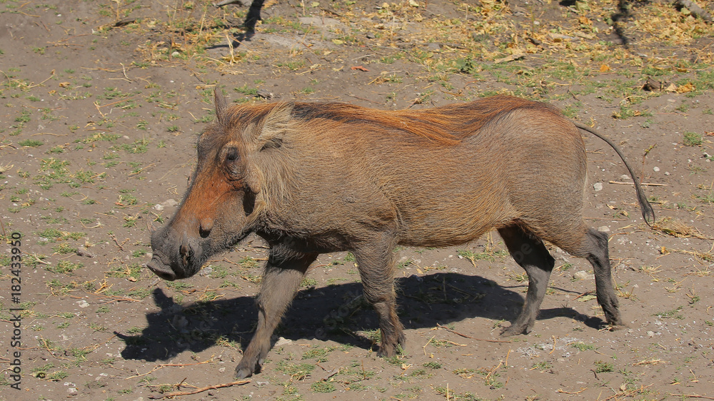 Fototapeta premium Jabalí en el Parque Nacional Chobe, Botswana