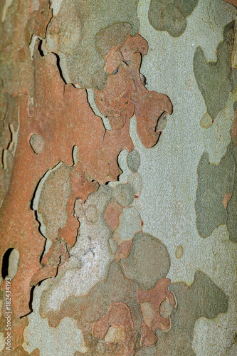 The texture of tree bark sycamore. Natural background