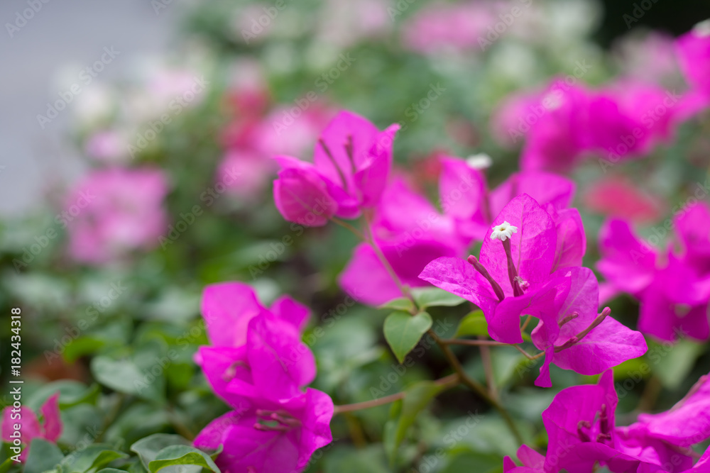 Close up view of Purple flowers of bougainvillea tree. Close up view of Purple flowers of bougainvillea tree.