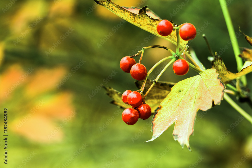 red berries under the autumn rain