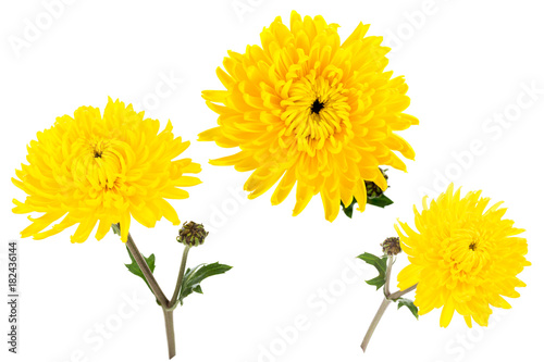 Foto Set of three bright yellow chrysanthemums isolated on white bachground
