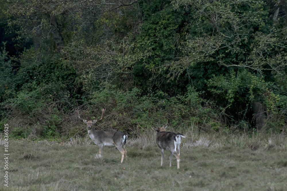 Couple of fallow deer in San Rossore Park, Pisa, Tuscany, Italy