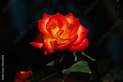 beautiful fresh orange and yellow rose