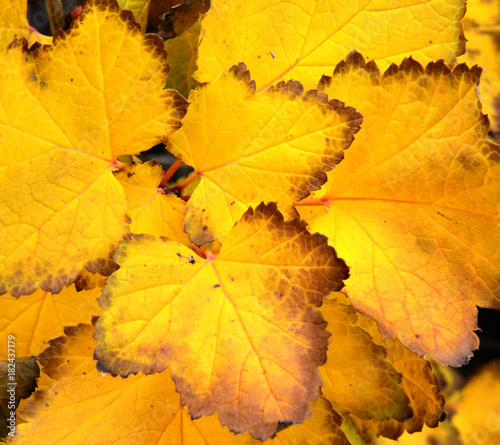 yelow autumn Leaves Background