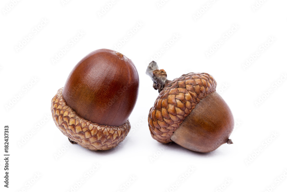 Ripe acorns isolated on a white background Ripe acorns isolated on a white background