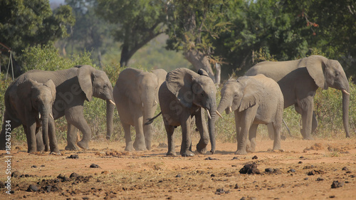 Elefante en el Parque Nacional Kruger  Sud  frica