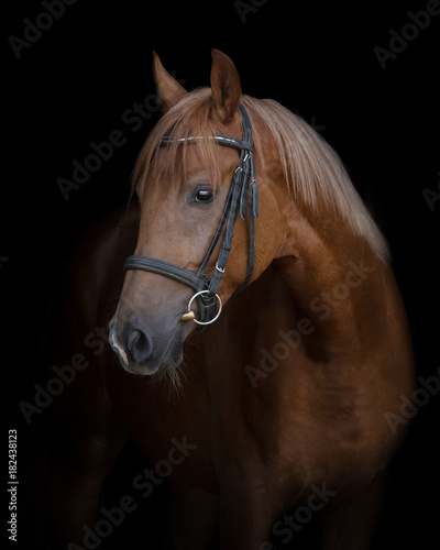 Chestnut horse with the bridle isolated on a black background