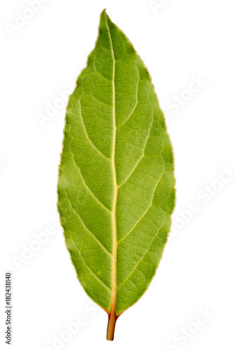 Laurel leaf isolated