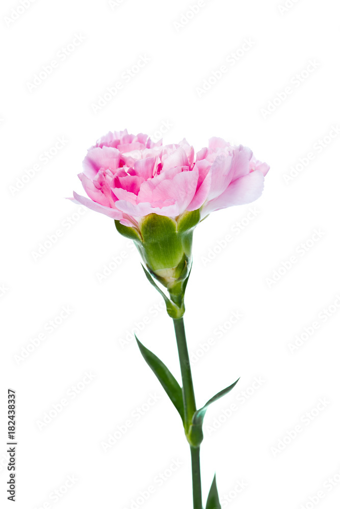 carnation flower isolated on white background carnation flower isolated on white background