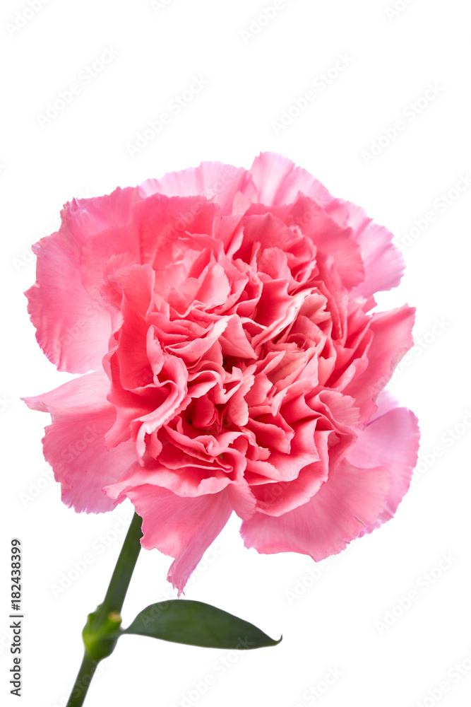 Single pink Carnation Single pink Carnation