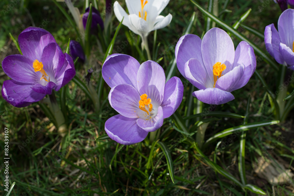 Group of first spring flowers - purple crocuses blossom outside close-up Group of first spring flowers - purple crocuses blossom outside close-up