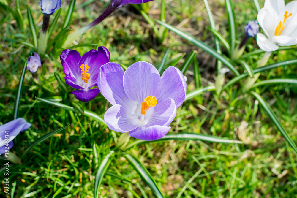 Group of first spring flowers - purple crocuses blossom outside close-up Group of first spring flowers - purple crocuses blossom outside close-up