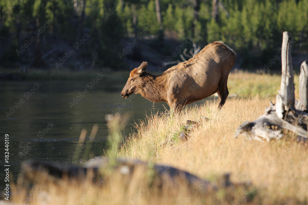 Cow Elk Drinking from River in The Early Morning Cow Elk Drinking from River in The Early Morning