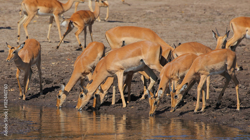 Impalas en el Parque Nacional Chobe, Botswana photo