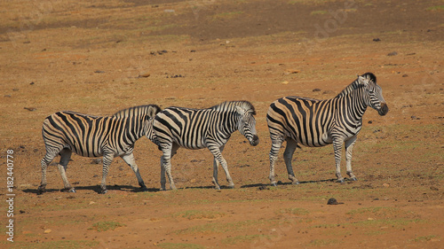 Cebras en Sud  frica