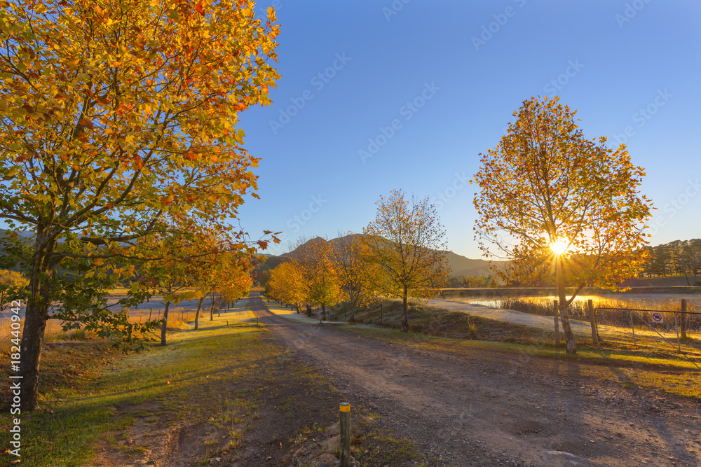 Sun starburst through autumn colored trees
