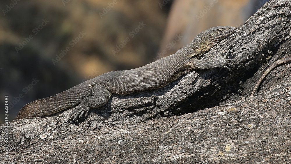 Lagarto Varano o monitor en el río Cuando, Parque Nacional de Chobe, Botswana Lagarto Varano o monitor en el río Cuando, Parque Nacional de Chobe, Botswana