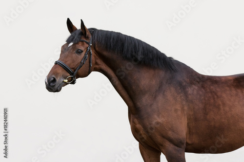 Bay horse in the bridle on light background isolated © Svetlana