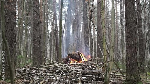 A bright fire burns in the autumn forest. The cut off branches are burnt. The smoke rises smoothly