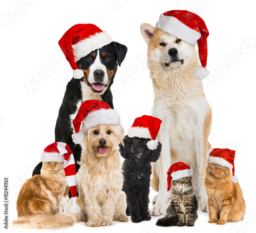 Weihnachtstiere - Christmas pets © DoraZett