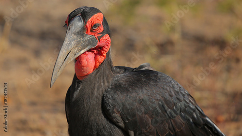 Bucorvus leadbeateri o Calao terrestre sureño en el Parque Nacional Kruger, Sudáfrica photo