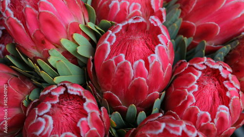 Protea en Mercado de flores de Adderley St, Ciudad del Cabo, Sudáfrica photo