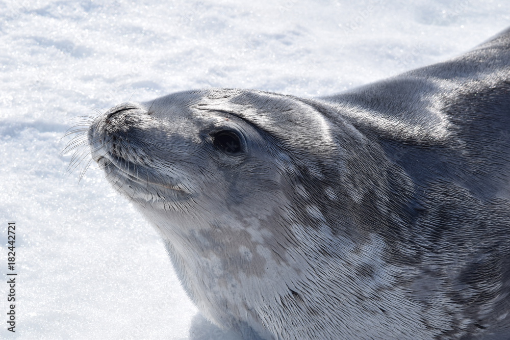 Obraz premium antartica