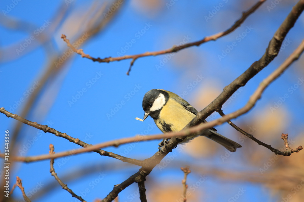 Naklejka premium bilberry on a bush branch