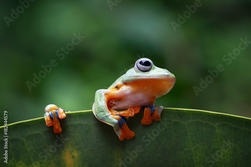 Tree frog, flying frog on leaf